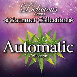 AUTOMATIC Gourmet Collection Strains #2 (Delicious Seeds)