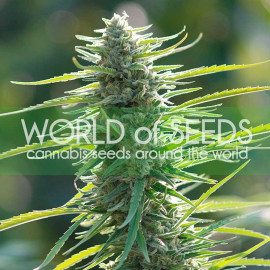 Colombian Gold Feminized Seeds (World of Seeds)