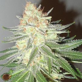 Cotton Candy Cane FEMINIZED Seeds (Emerald Triangle)