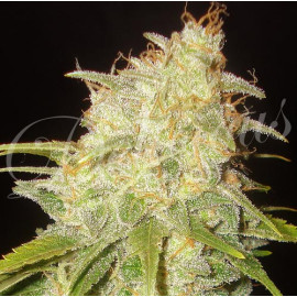 Critical Yumbolt FEMINIZED Seeds (Delicious Seeds) *Discontinued*