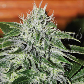 Critical Jack Herer FEMINIZED Seeds (Delicious Seeds)