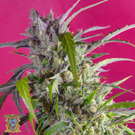 Crystal Candy Auto Feminized Seeds (Sweet Seeds)