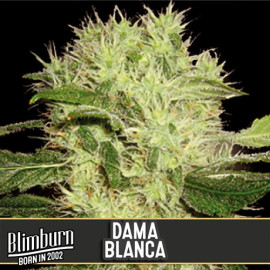 Dama Blanca Feminized Seeds (BlimBurn Seeds)