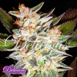 Delicious Candy AUTO FEMINIZED Seeds (Delicious Seeds)