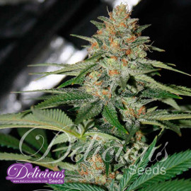 Delicious Candy FEMINIZED Seeds (Delicious Seeds)
