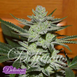 Unknown Kush FEMINIZED Seeds (Delicious Seeds)