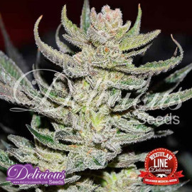 Unknown Kush Regular Seeds (Delicious Seeds)