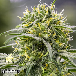 Durban-Thai x C99 FEMINIZED Seeds (Brothers Grimm Seeds) *Discontinued*