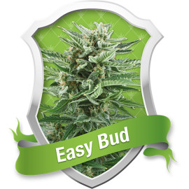 Easy Bud Automatic Feminized Seeds (Royal Queen Seeds)