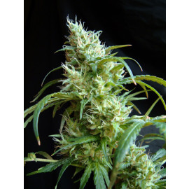 Flash Back #2 Feminized Seeds (Sweet Seeds) *DISCONTINUED*