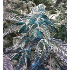 Girl Scout Cookies FEMINIZED Seeds (BC Bud Depot)