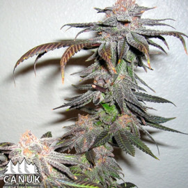 Grand Daddy Purps Regular Seeds (Canuk Seeds) **While Supplies Last**