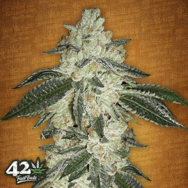 Green Crack Auto Feminized Seeds (FastBuds) - CLEARANCE