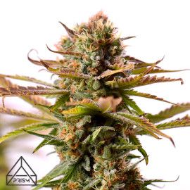 Girl Scout Cookies Auto Feminized Seeds (Prism Seeds)