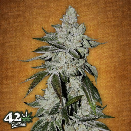 Girl Scout Cookies Auto Feminized Seeds (FastBuds)