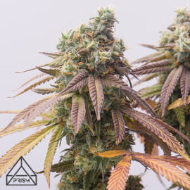 Girl Scout Cookies Feminized Seeds (Prism Seeds)
