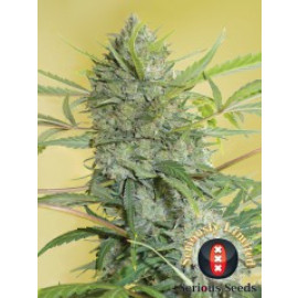 Happiness Feminized Seeds (Serious Seeds)