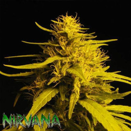 Haze #1 FEMINIZED Seeds (Nirvana Seeds) 
