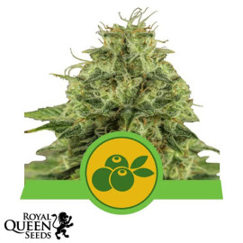 Haze Berry Automatic Feminized Seeds (Royal Queen Seeds)