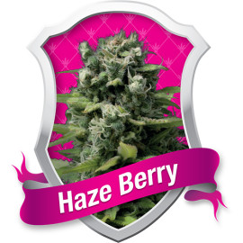 Haze Berry Feminized Seeds (Royal Queen Seeds)