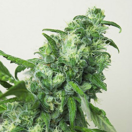 Digweed FEMINIZED Seeds (House of The Great Gardener)