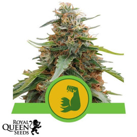 HulkBerry Automatic Feminized Seeds (Royal Queen Seeds)