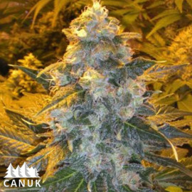 Iced Skunk Feminized Seeds (Canuk Seeds) *While Supplies Last*