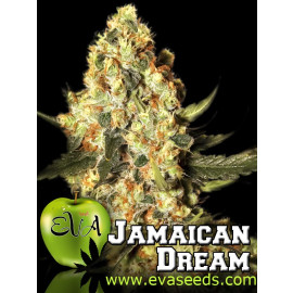 Jamaican Dream FEMINIZED Seeds (EVA Seeds)