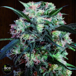 Kali China Breeders Pack FEMINIZED Seeds (Ace Seeds) 