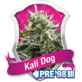 Kali Dog Feminized Seeds (Royal Queen Seeds)