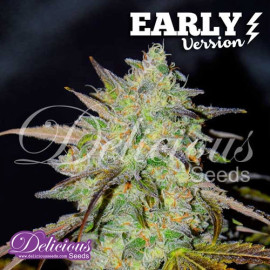 Marmalate Early Version FEMINIZED Seeds (Delicious Seeds) 