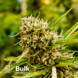 Mazar Feminized Seeds (Bulk Seeds Guru) - ELITE STRAIN