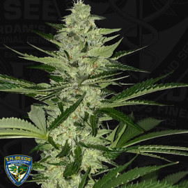 MelonSicle FEMINIZED Seeds (T.H. Seeds)