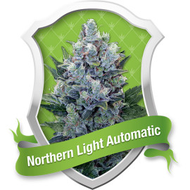 Northern Light Automatic Feminized Seeds (Royal Queen Seeds)