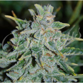 Northern Lights Blue AUTOFLOWERING FEMINIZED Seeds (Delicious Seeds) 