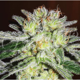 Northern Light Blue FEMINIZED Seeds (Delicious Seeds) 