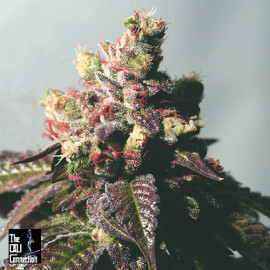 Passion Berry FEMINIZED Seeds (Cali Connection) 