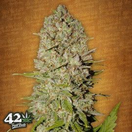 Pineapple Express Auto Feminized Seeds (FastBuds) - CLEARANCE