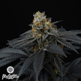 Pink Gasoline FEMINIZED Seeds (Perfect Tree Seeds)