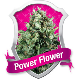 Power Flower Feminized Seeds (Royal Queen Seeds)