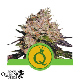 Purple Queen Automatic Feminized Seeds (Royal Queen Seeds)