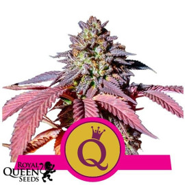 Purple Queen Feminized Seeds (Royal Queen Seeds)