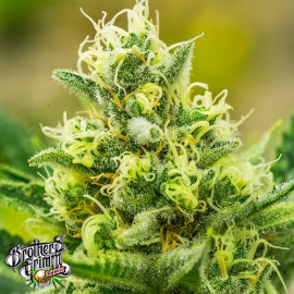 Queen of Soul REGULAR Seeds (Brothers Grimm Seeds) *Discontinued* 