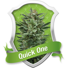 Quick One Automatic Feminized Seeds (Royal Queen Seeds) 