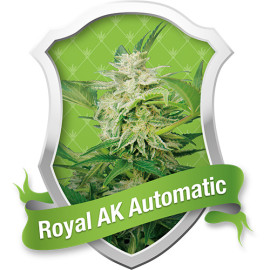 Royal AK Automatic Feminized Seeds (Royal Queen Seeds)