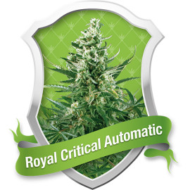 Royal Critical Automatic Feminized Seeds (Royal Queen Seeds)
