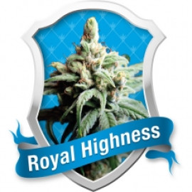 Royal Highness Feminized Seeds (Royal Queen Seeds)