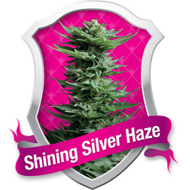 Shining Silver Haze Feminized Seeds (Royal Queen Seeds)