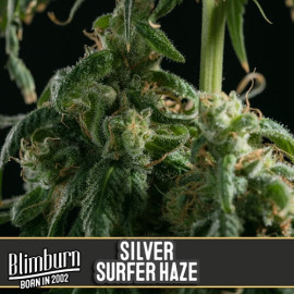 Silversurfer Haze Feminized Seeds (BlimBurn Seeds)