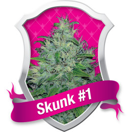 Skunk #1 Feminized Seeds (Royal Queen Seeds)